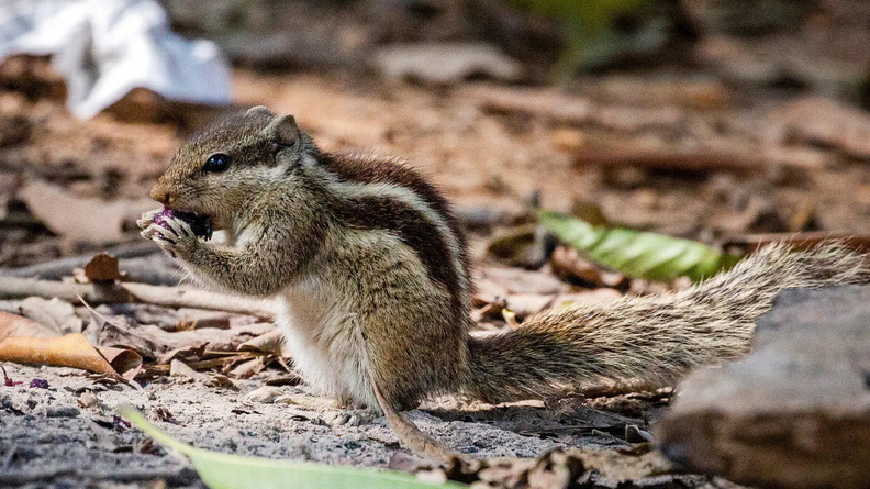 Indian Palm Squirrel AKA Three-striped Palm Squirrel (Funambulus palmarum) snacking in the Rmna Park area in Dhaka, Bangladesh